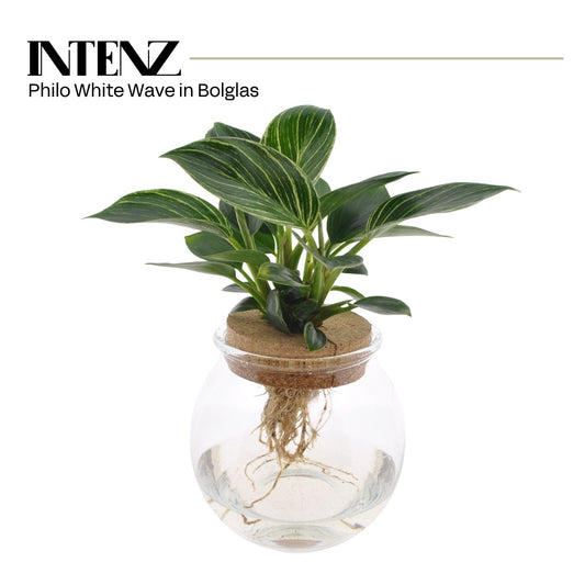 Philodendron scandens 25cm 12cm Pot