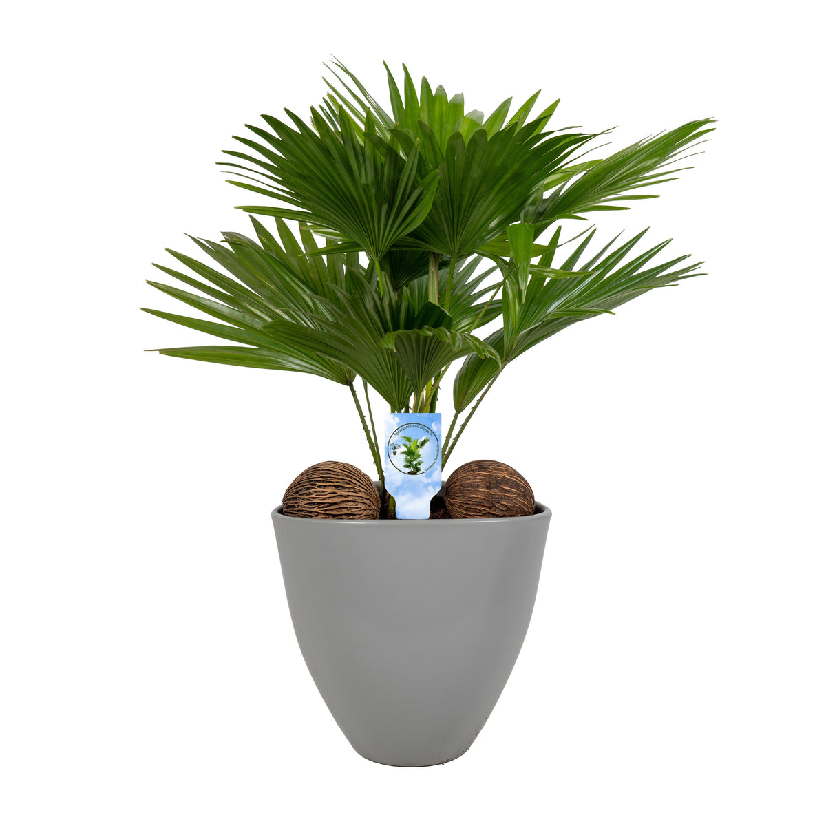 Livistona rotundifolia 55cm 22cm Pot