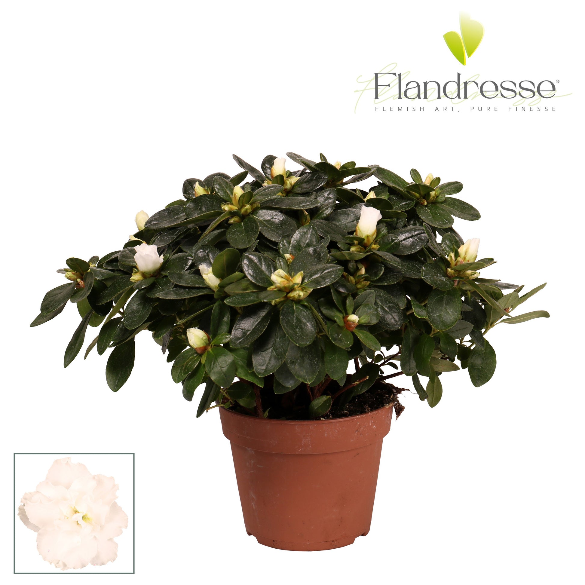 Rhododendron Vogel white 30cm 14cm Pot