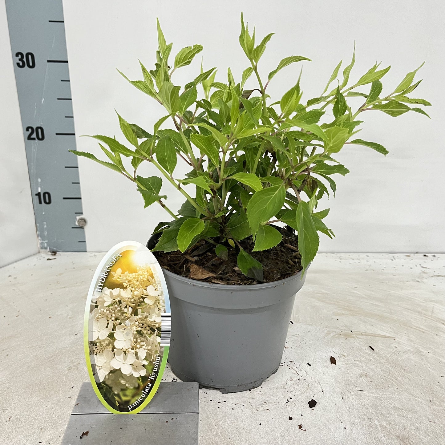 Hydrangea pan. Kyushu 40cm 17cm Pot