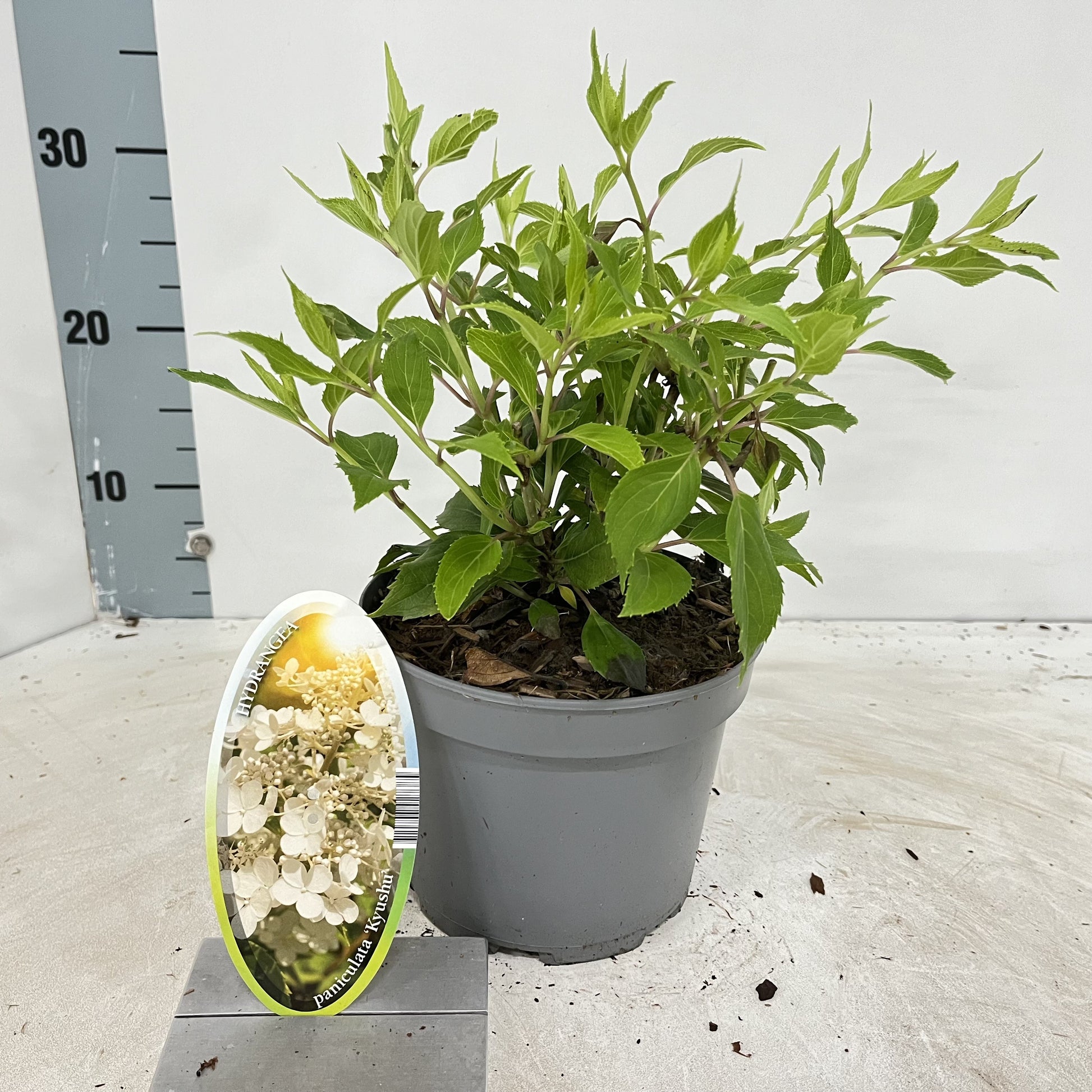 Hydrangea pan. Kyushu 40cm 17cm Pot