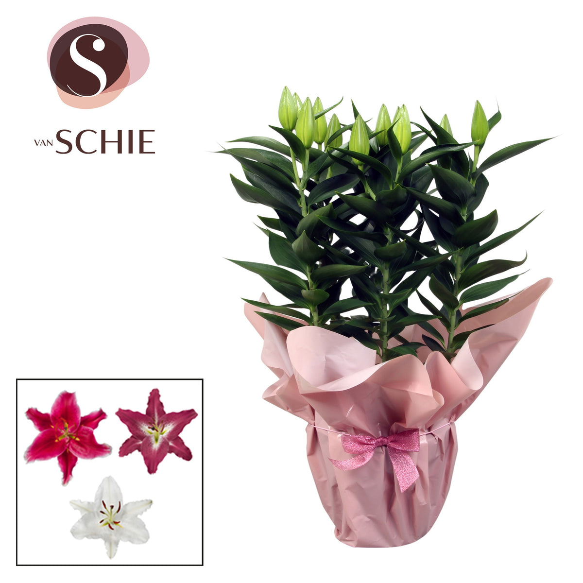 Lilium oriental mix 50cm 19cm Pot