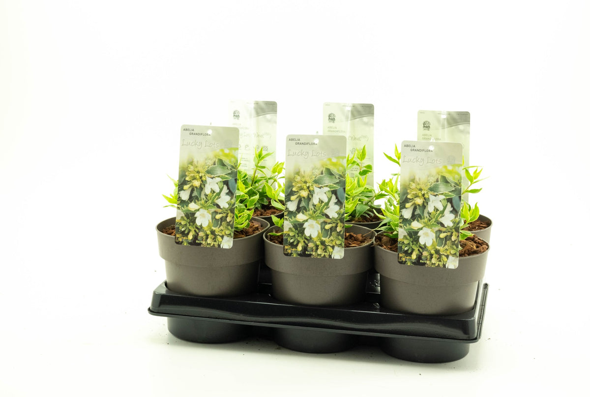 Abelia gran. Lucky Lots 30cm 15cm Pot