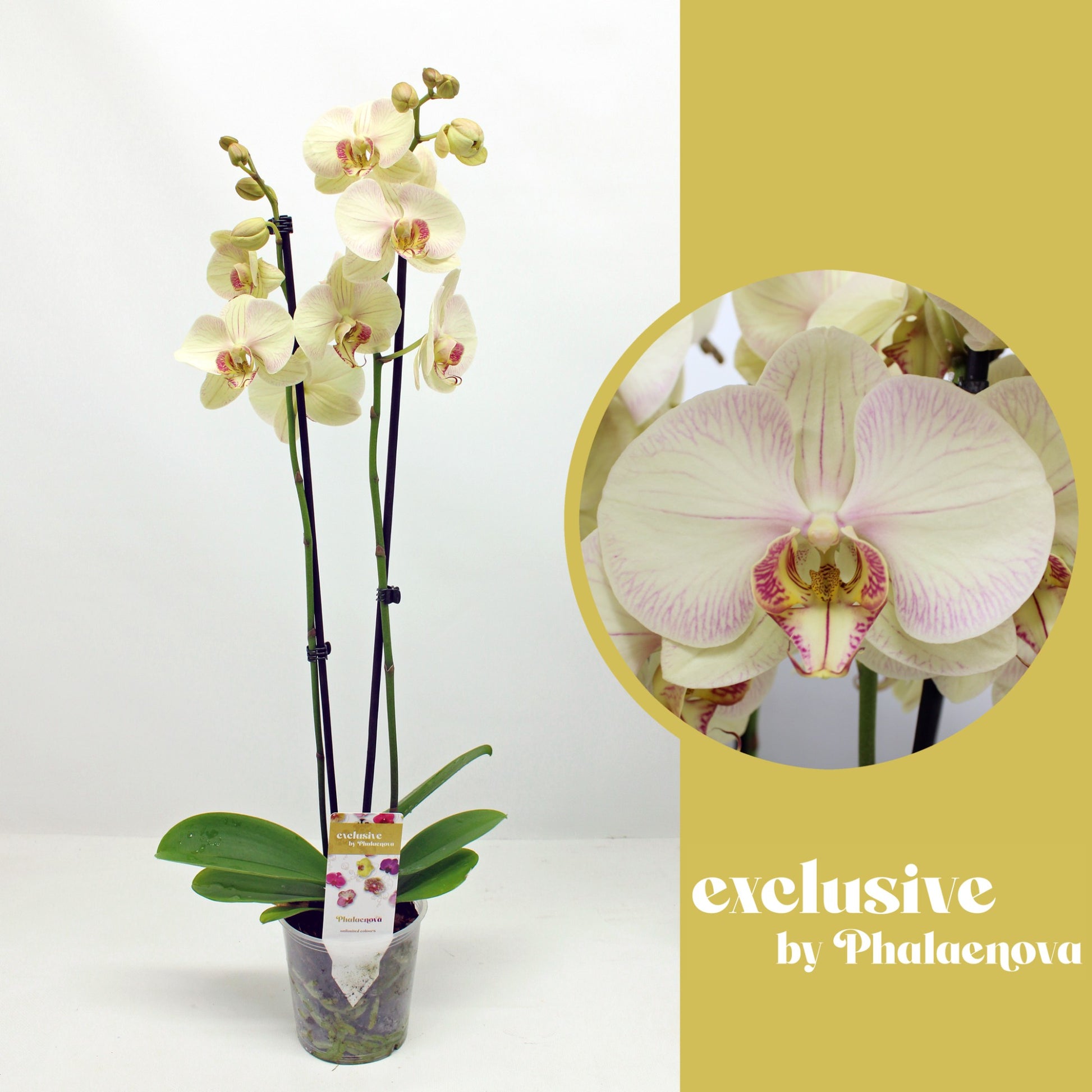 Phalaenopsis yellow 80cm 12cm Pot
