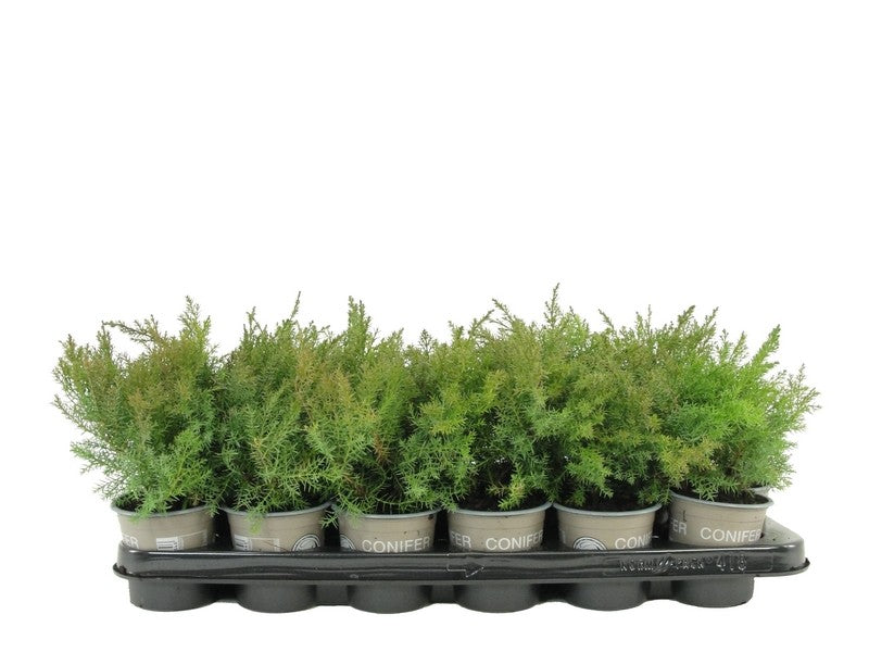 Juniper mix 15cm 9cm Pot