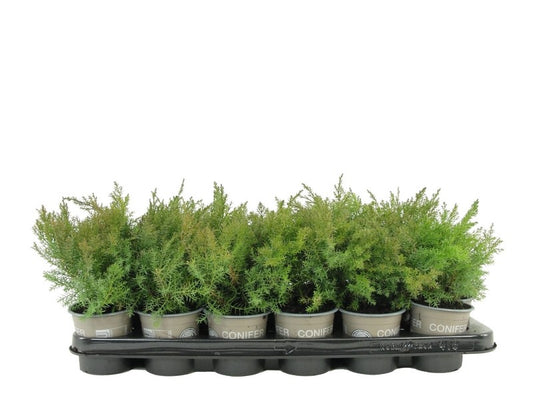 Juniperus mix 15cm 9cm Pot