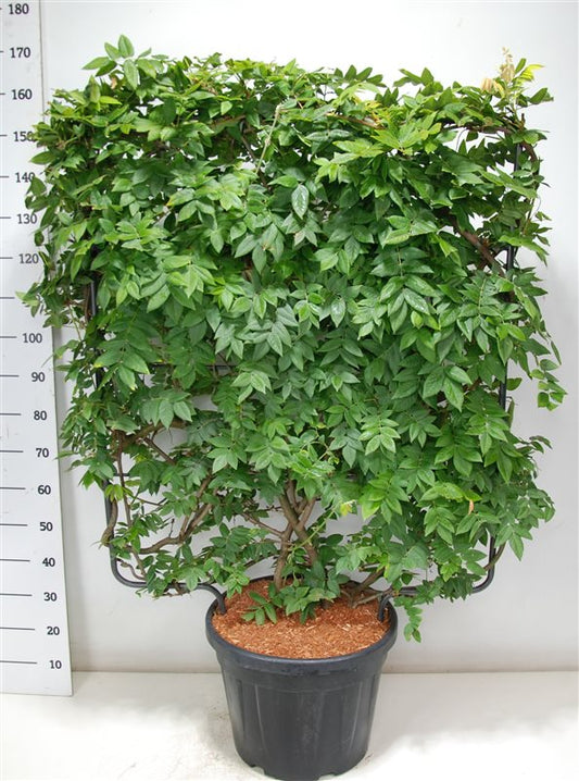 Wisteria bra. Yokohama Fuji 165cm 48cm Pot