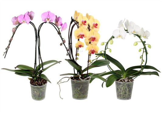 Phalaenopsis mix 45cm 12cm Pot
