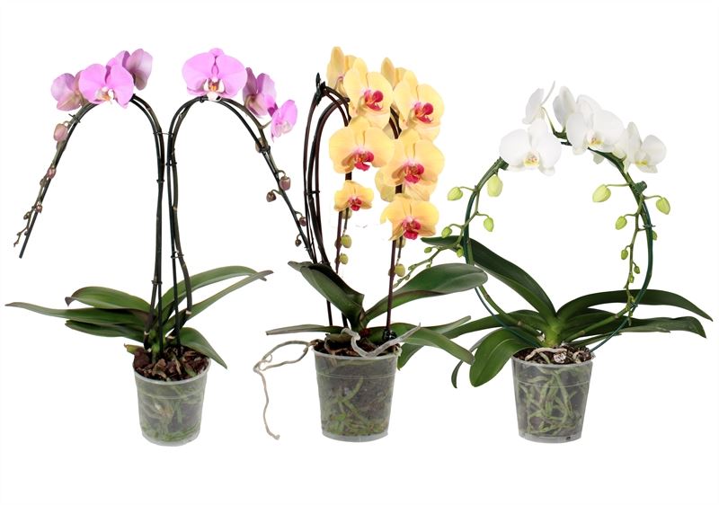 Phalaenopsis mix 45cm 12cm Pot