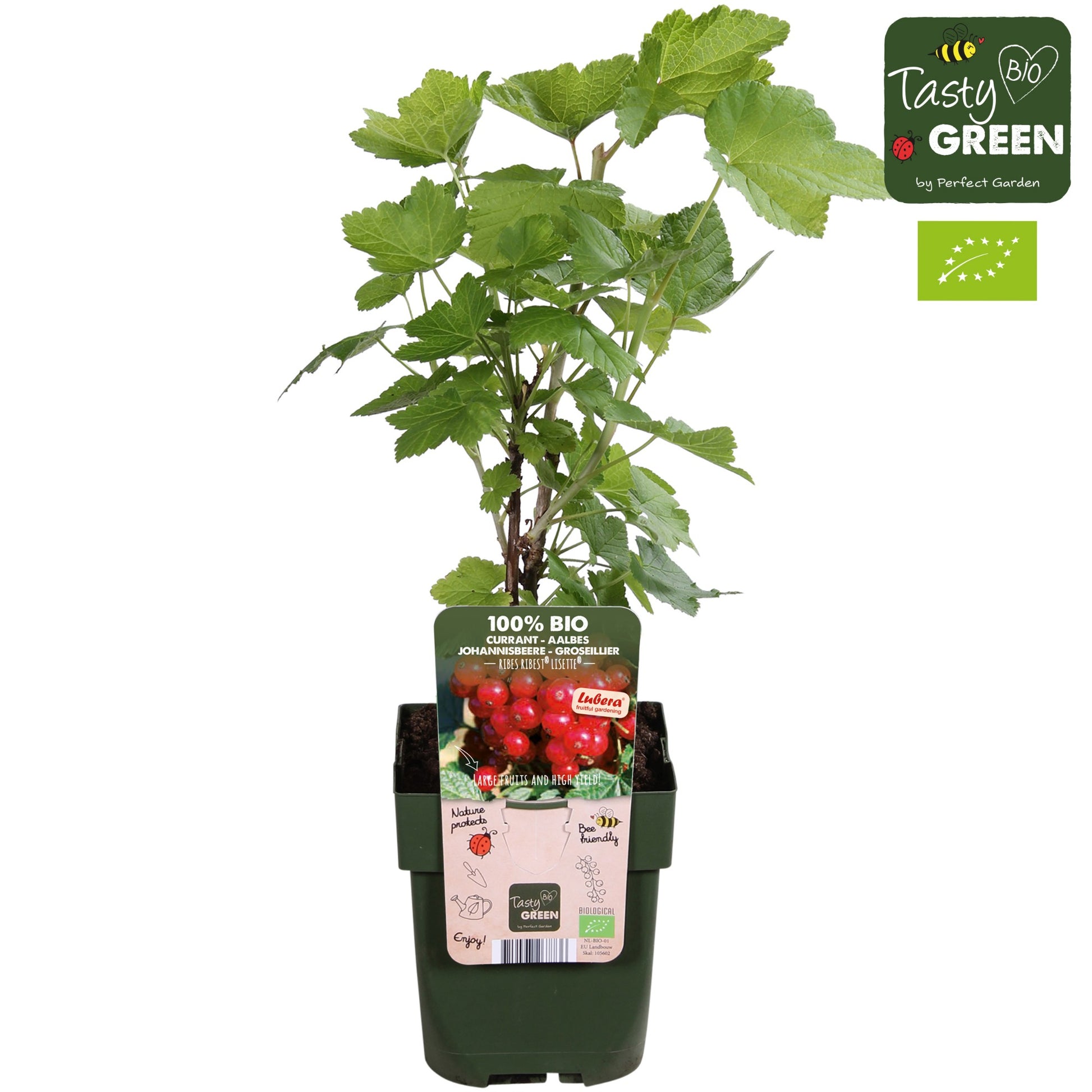 Ribes rubrum ("Redcurrant") 30cm 13cm Pot