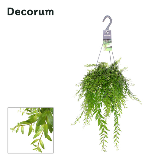 Aeschynanthus Japhrolepis Hanging Basket 35cm 17cm Pot