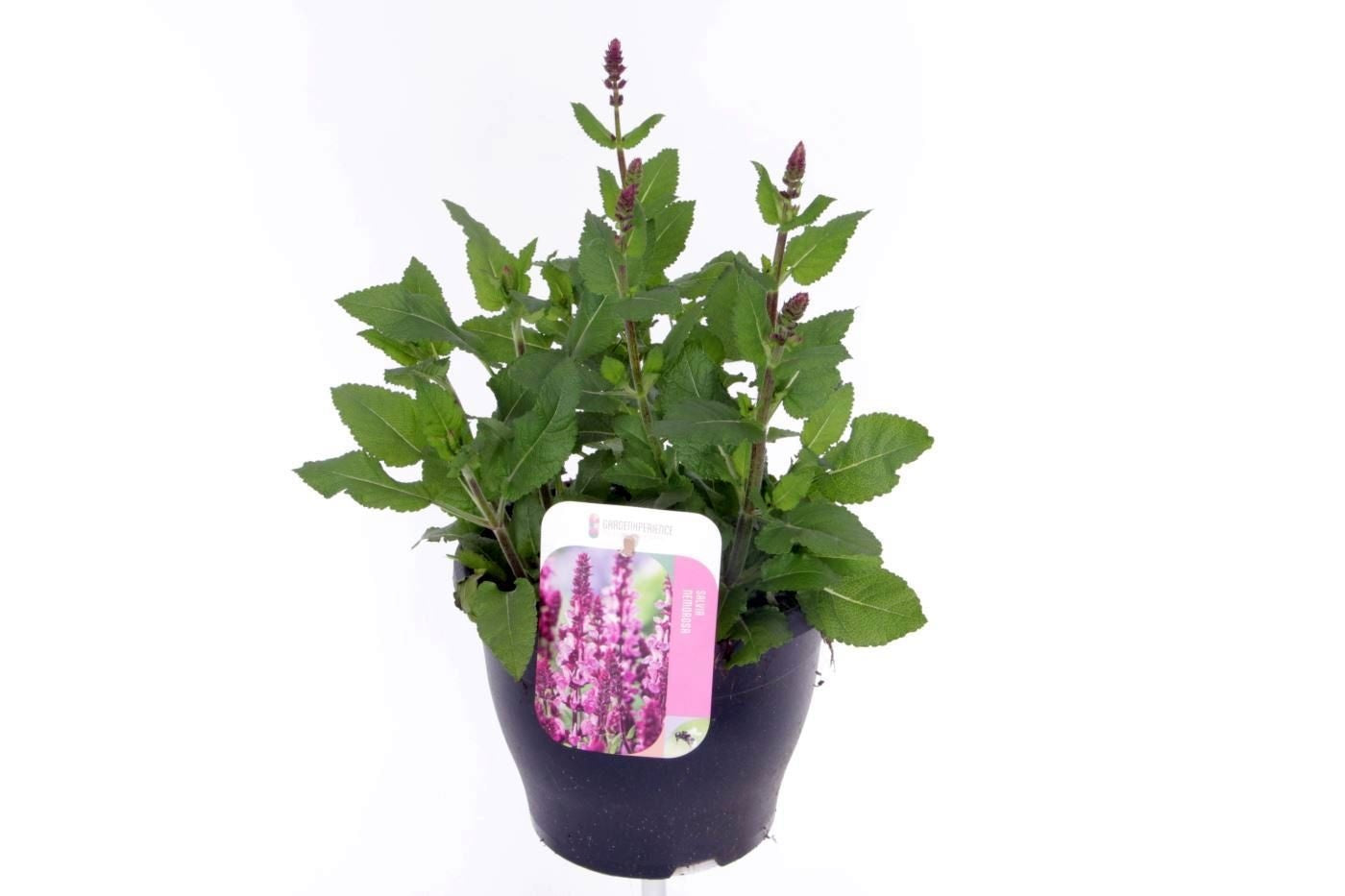 Salvia nemorosa 45cm 23cm Pot