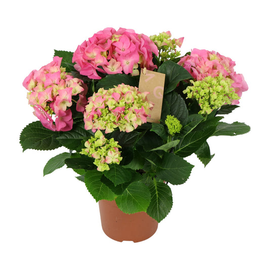 Hydrangea macrophylla pink 40cm 14cm Pot