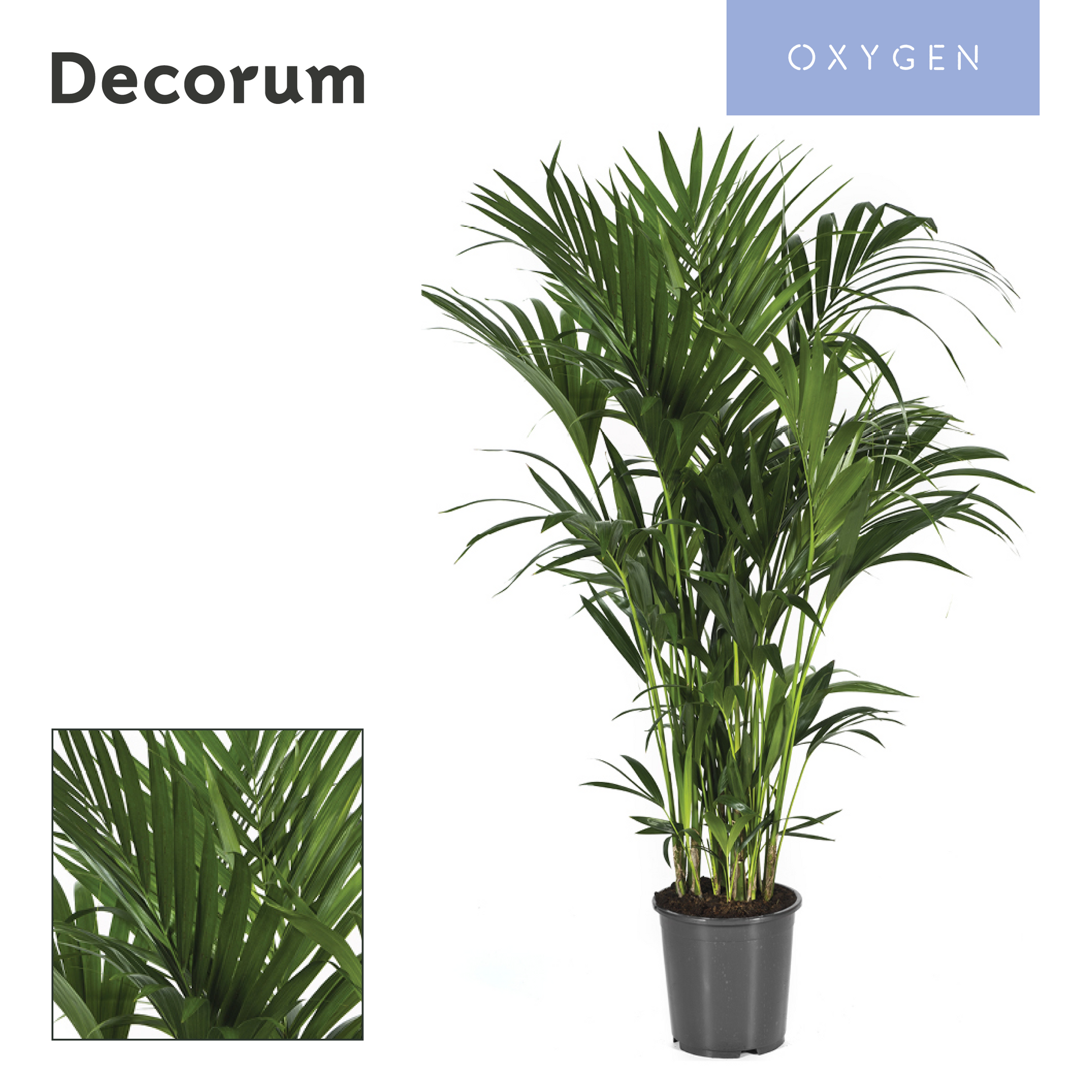 Howea forsteriana 150cm 27cm Pot