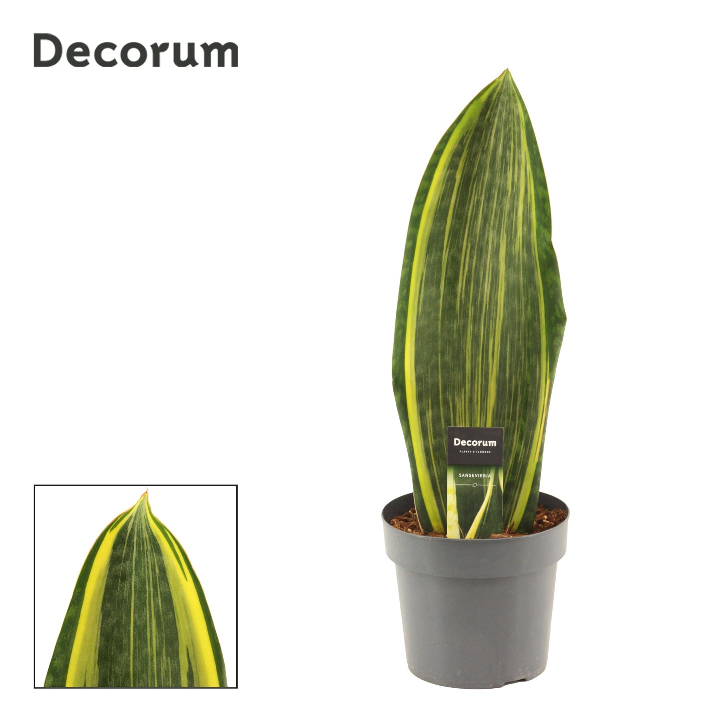 Sansevieria 55cm 17cm Pot