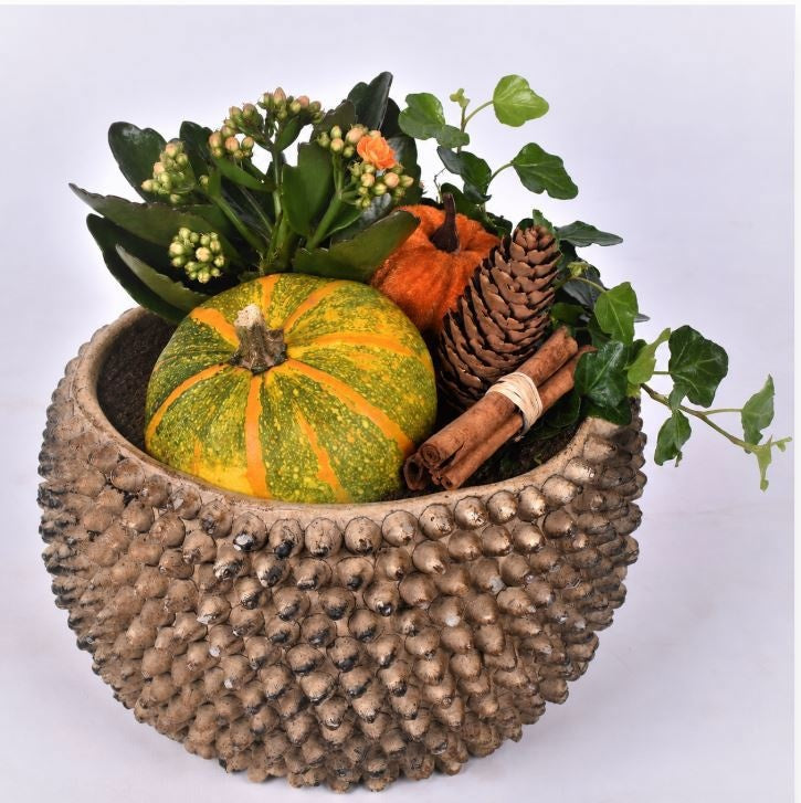 arr. Sierfruit 19cm Pot
