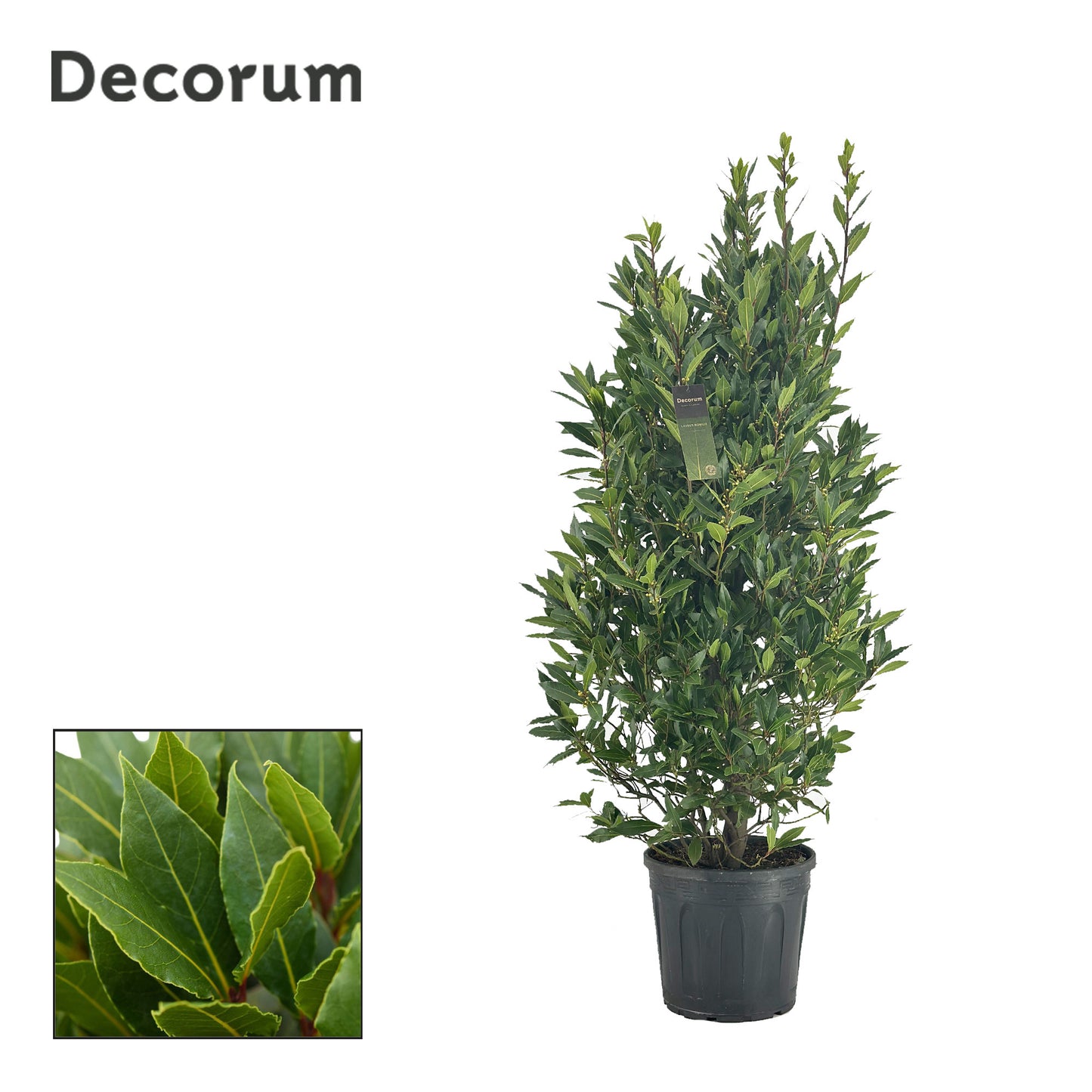 Laurus nobilis 150cm 30cm Pot