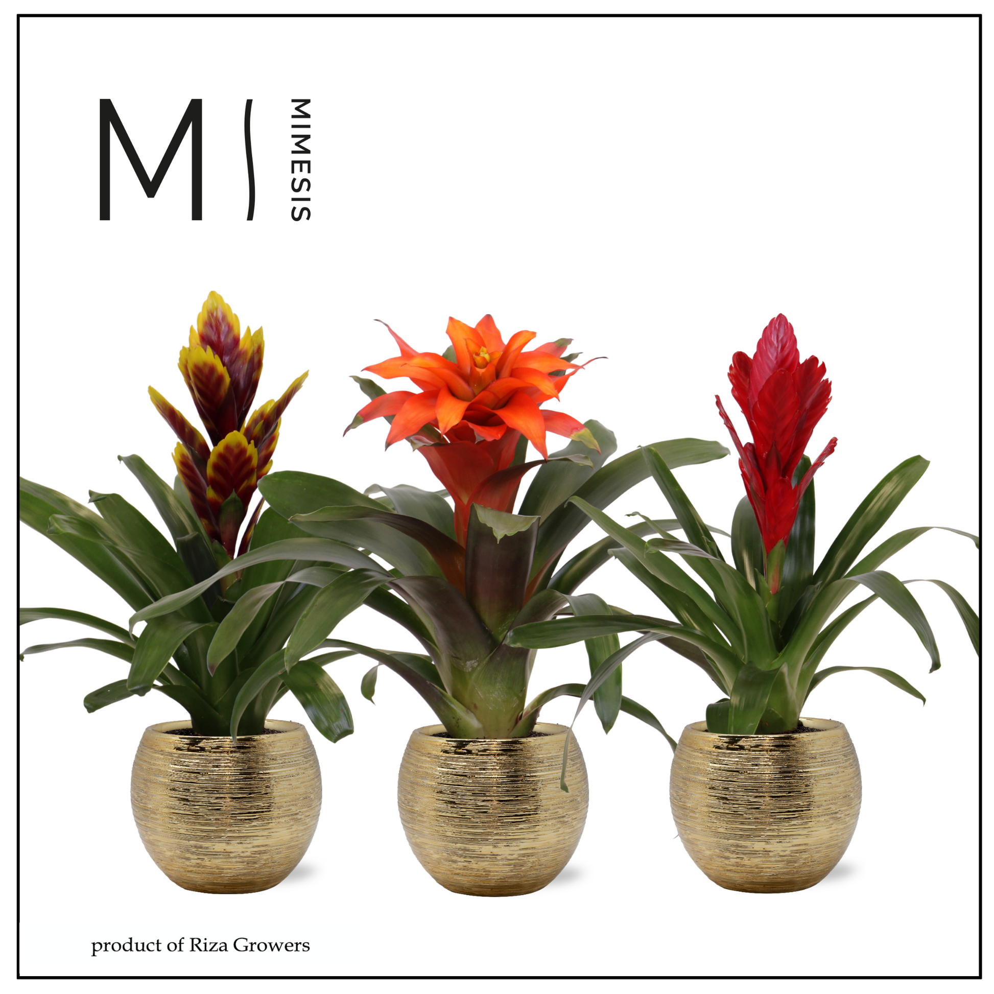 Bromelia mix 45cm 12cm Pot