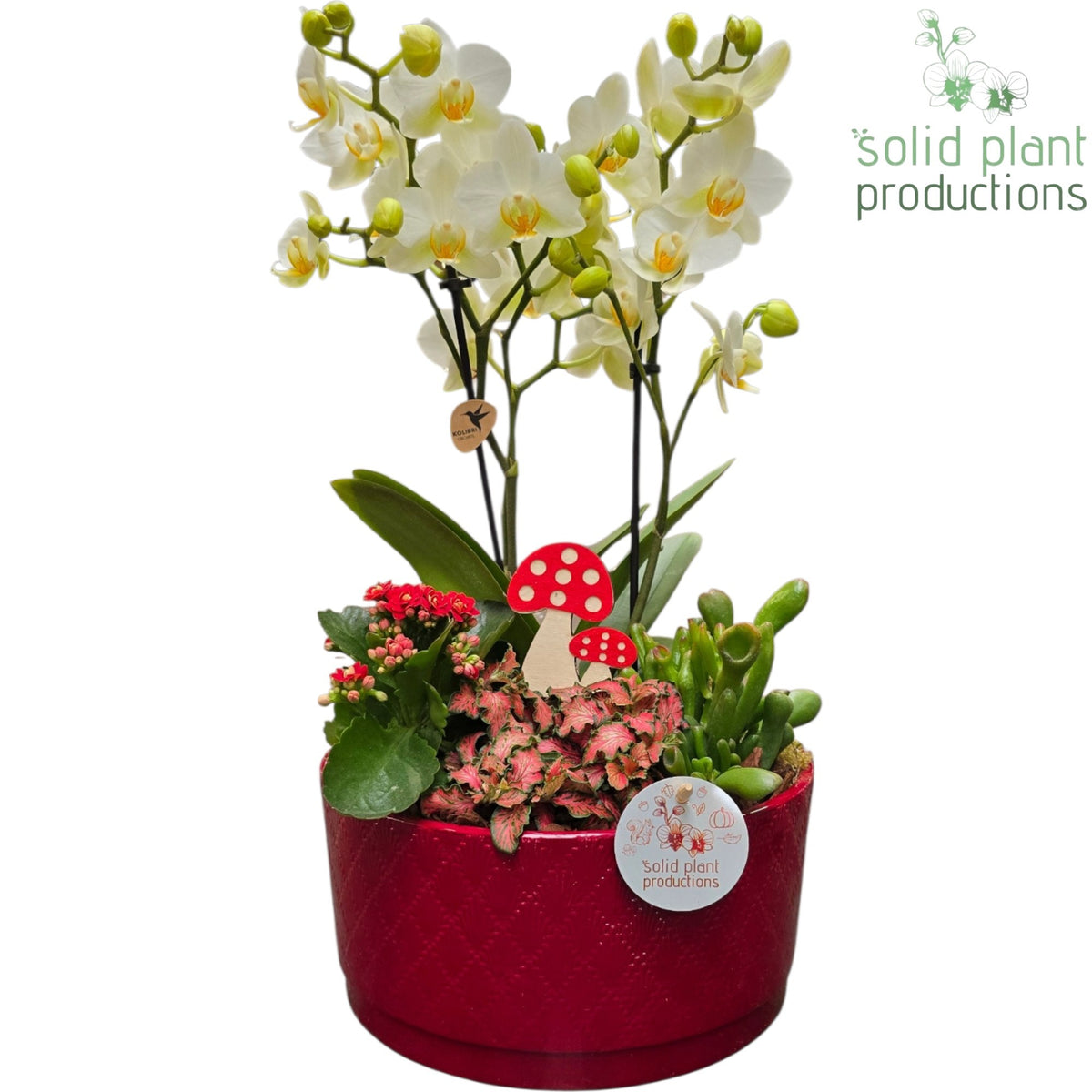 PH004 Stella Red 45cm 22cm Pot