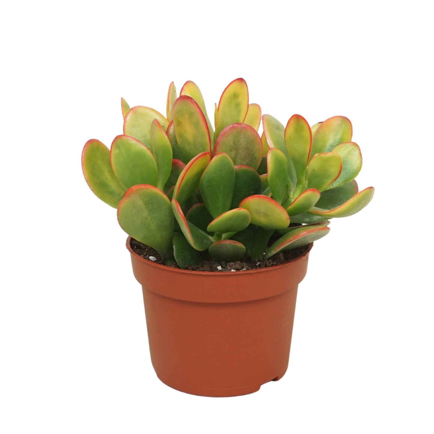 Crassula Sunset 20cm 10.5cm Pot
