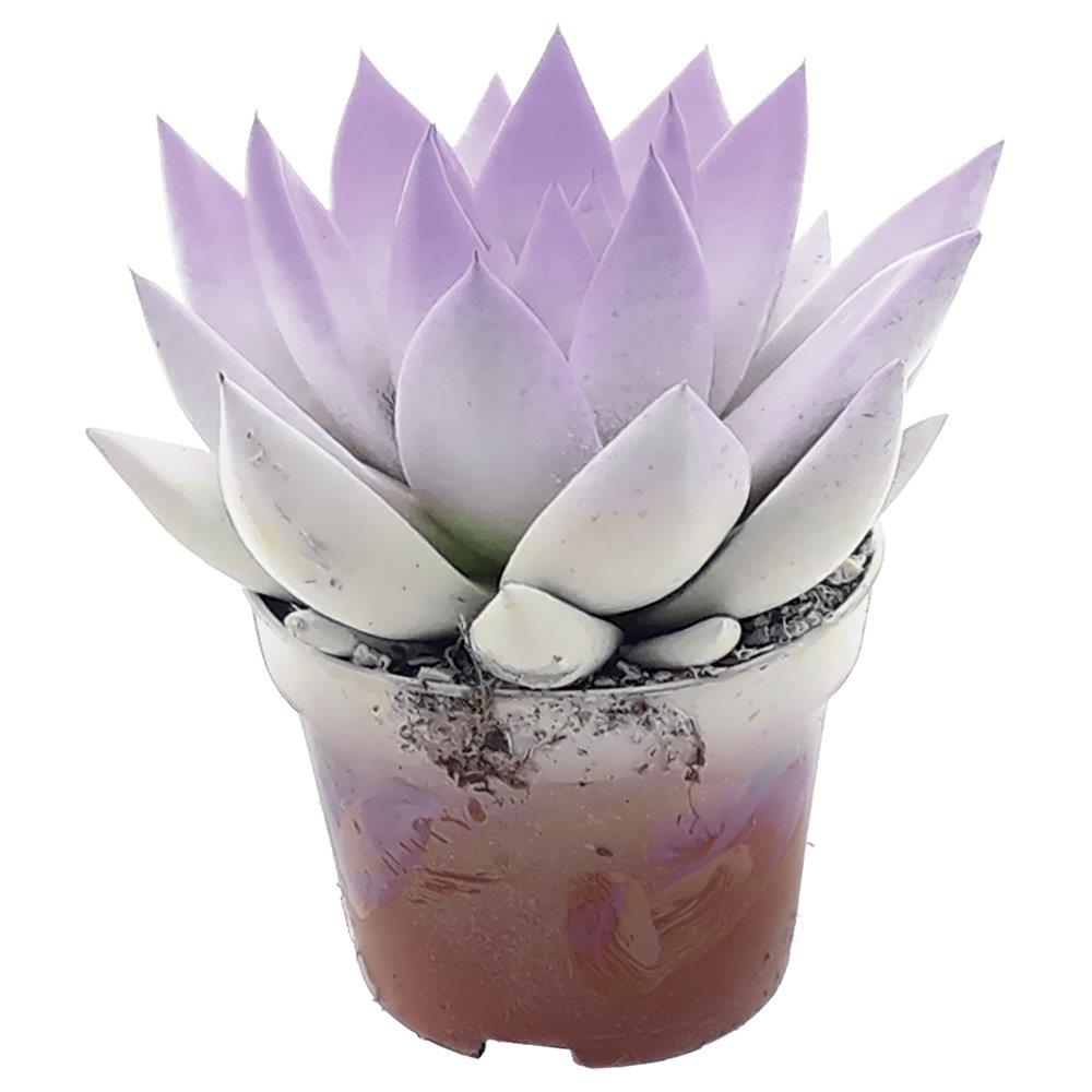 Echeveria colored white 8cm 6cm Pot