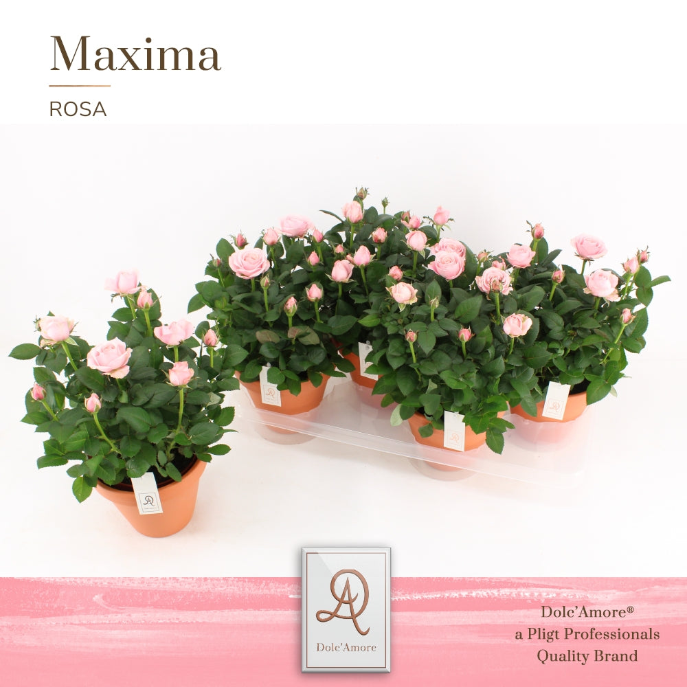 Rosa Infinity Princess 32cm 14cm Pot