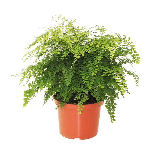 Adiantum Fragrans 50cm 24cm Pot