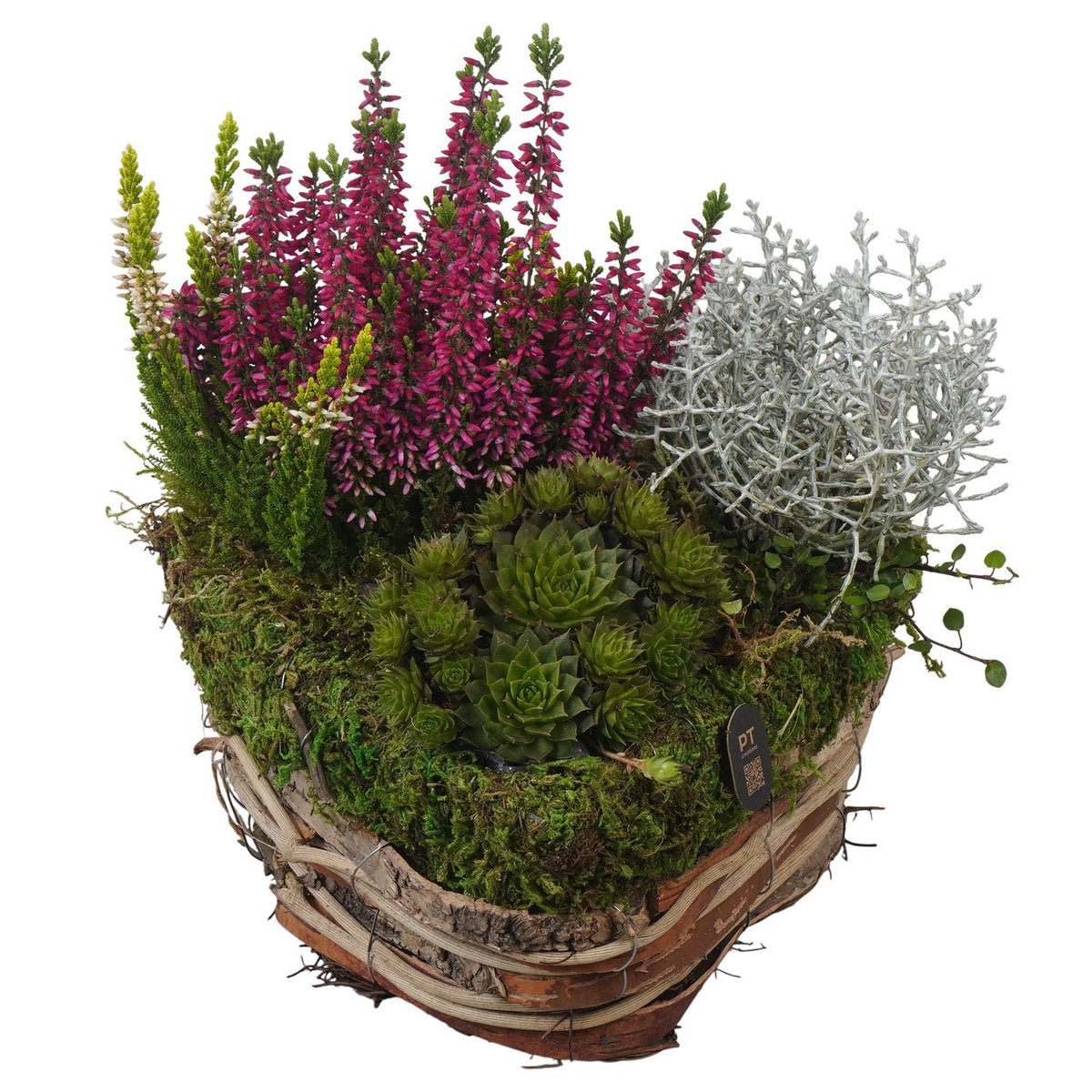 arr. all saints day 28cm 23cm Pot