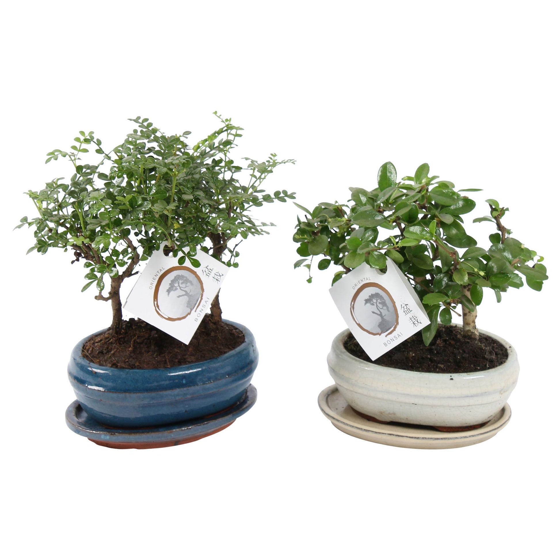 Bonsai mix 23cm 16cm Pot