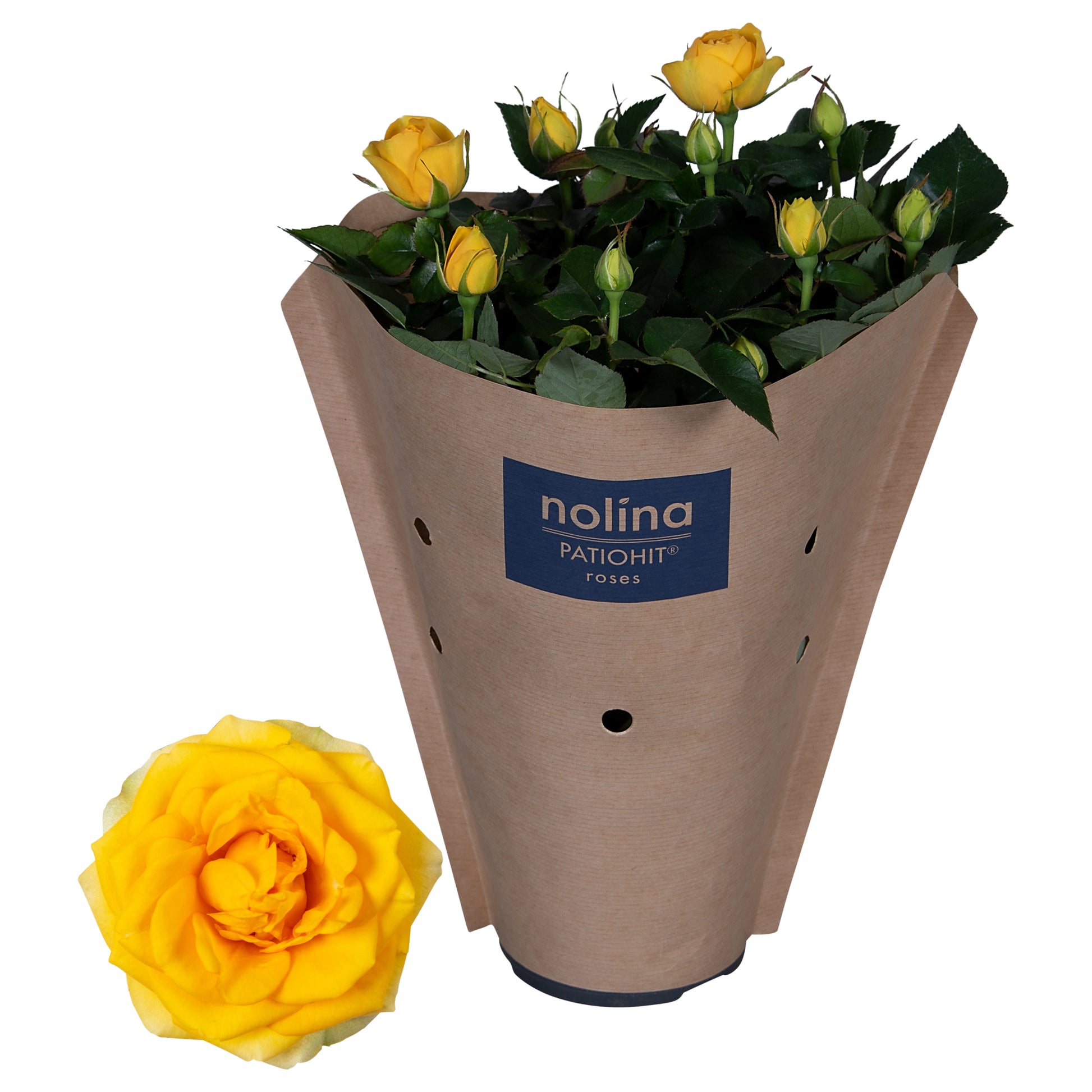 Rosa yellow 36cm 13cm Pot