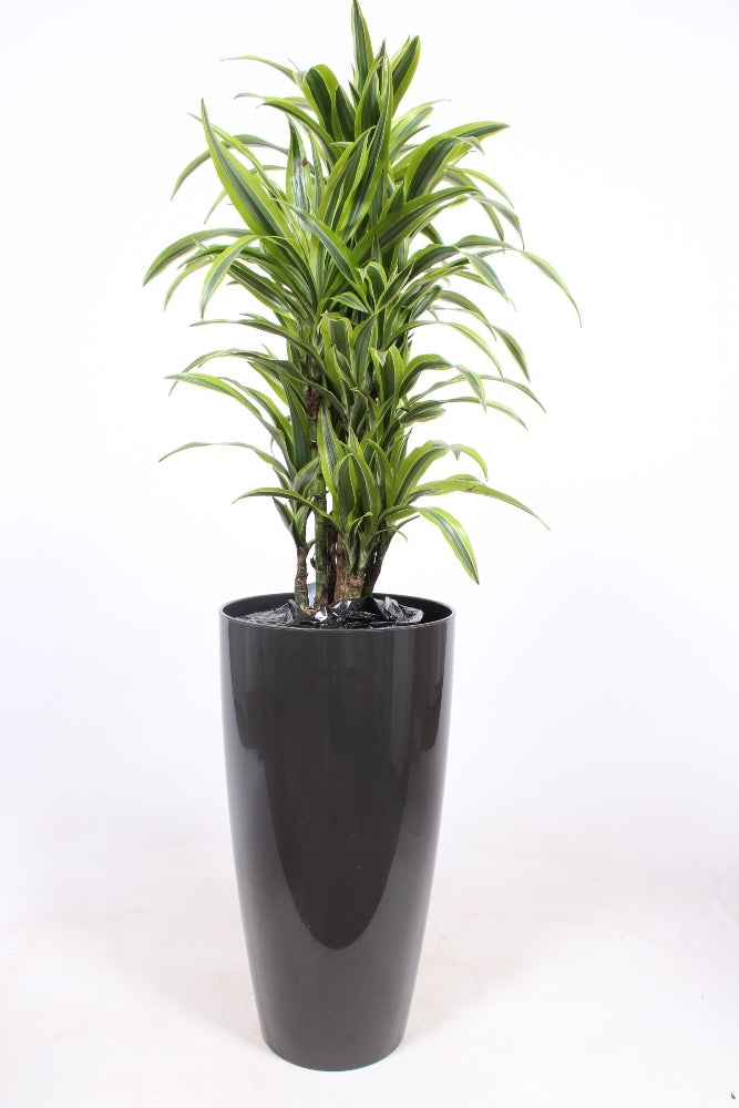 Dracaena fragrans Lemon Lime 140cm 33cm Pot