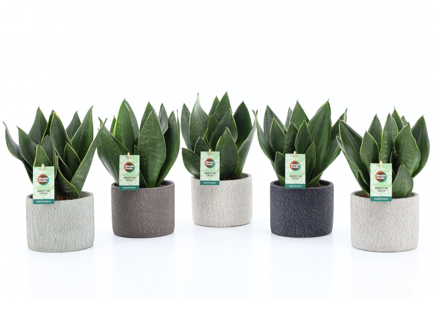 Mondo Verde (Bakker) Sansevieria trifasciata Pack of 5