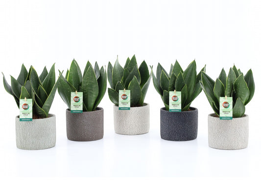Mondo Verde (Bakker) Sansevieria trifasciata Pack of 5