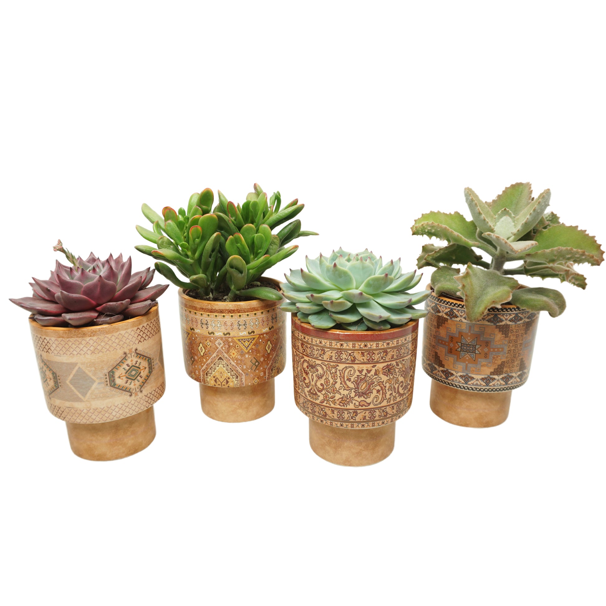 Succulent mix 22cm 10.5cm Pot