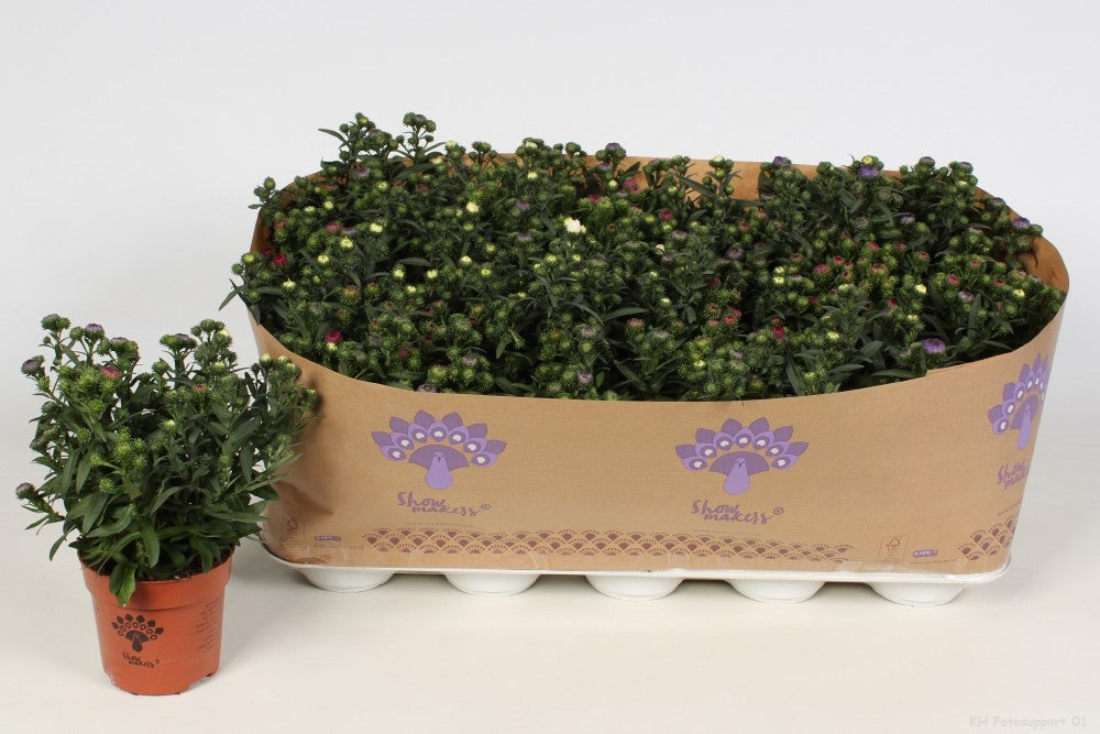 Endhoven Flowering plants Aster nb. Mystery Lady trio Pack of 15