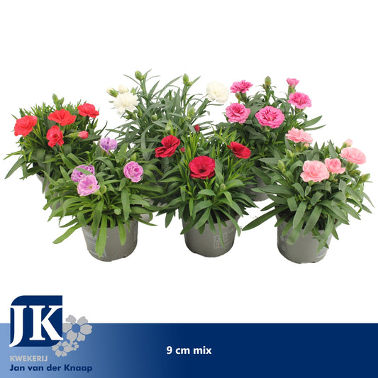 Dianthus mix 15cm 9cm Pot
