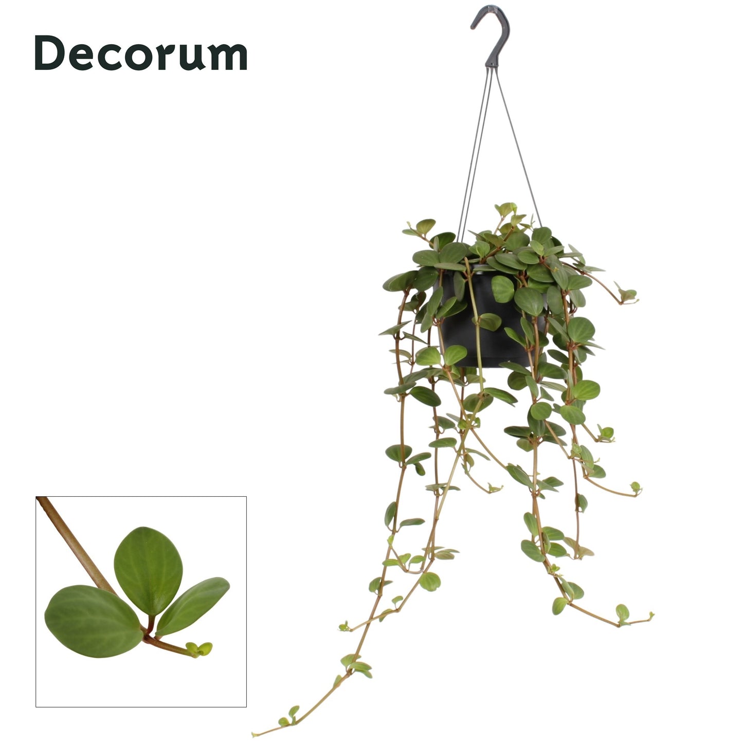 Hillplant BV Peperomia Hope Pack of 6