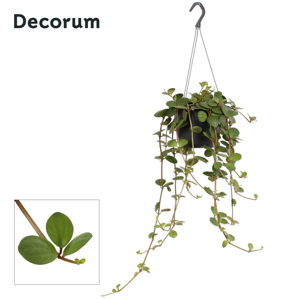 Peperomia Hope 35cm 17cm Pot