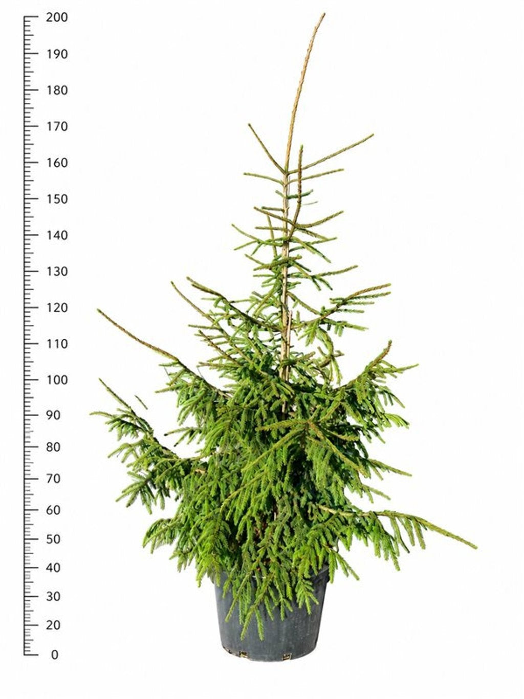 Picea or. Aureospicata 200cm 48cm Pot