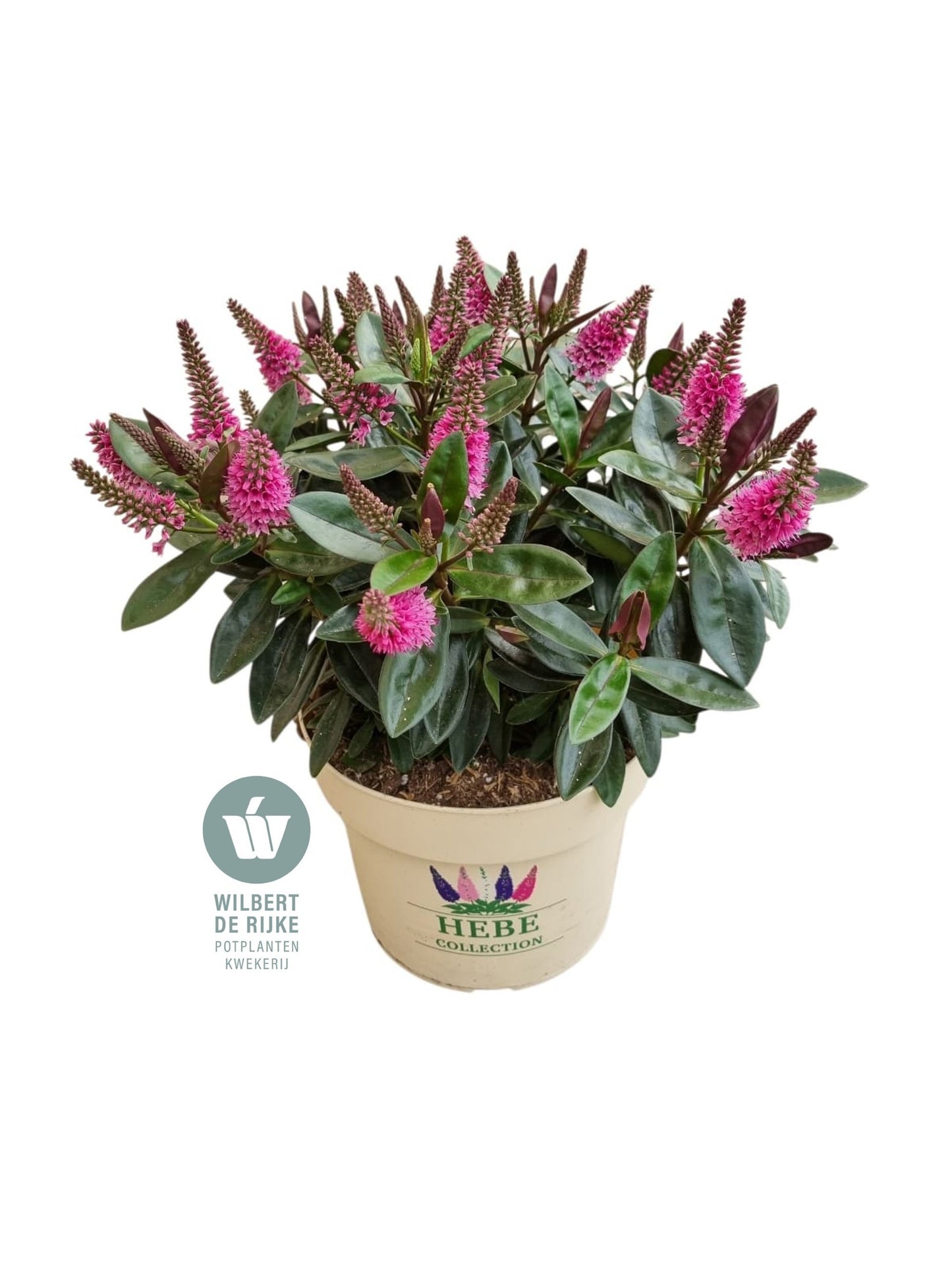 Hebe Taharua 35cm 19cm Pot