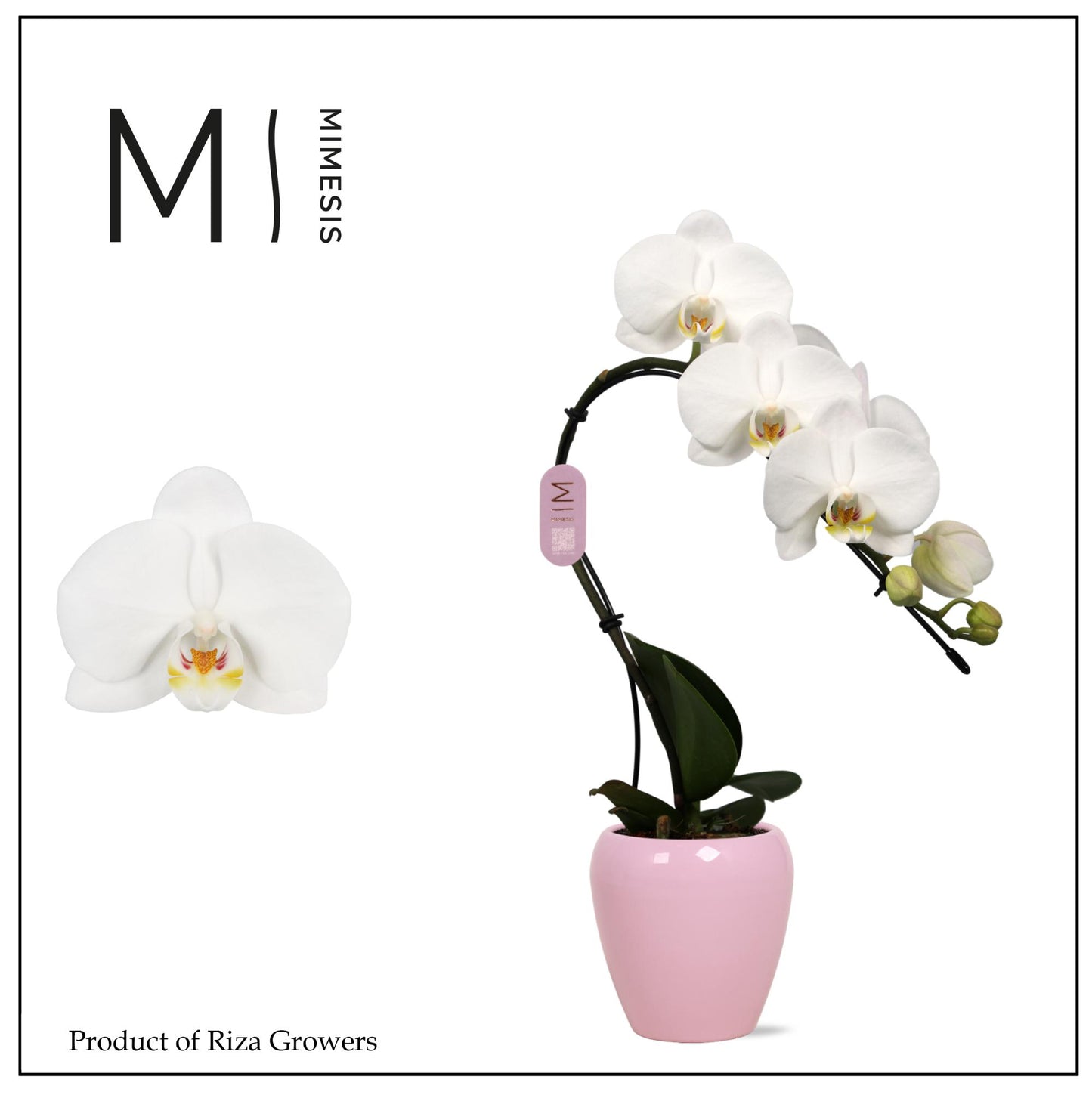 Phalaenopsis white 35cm 7cm Pot
