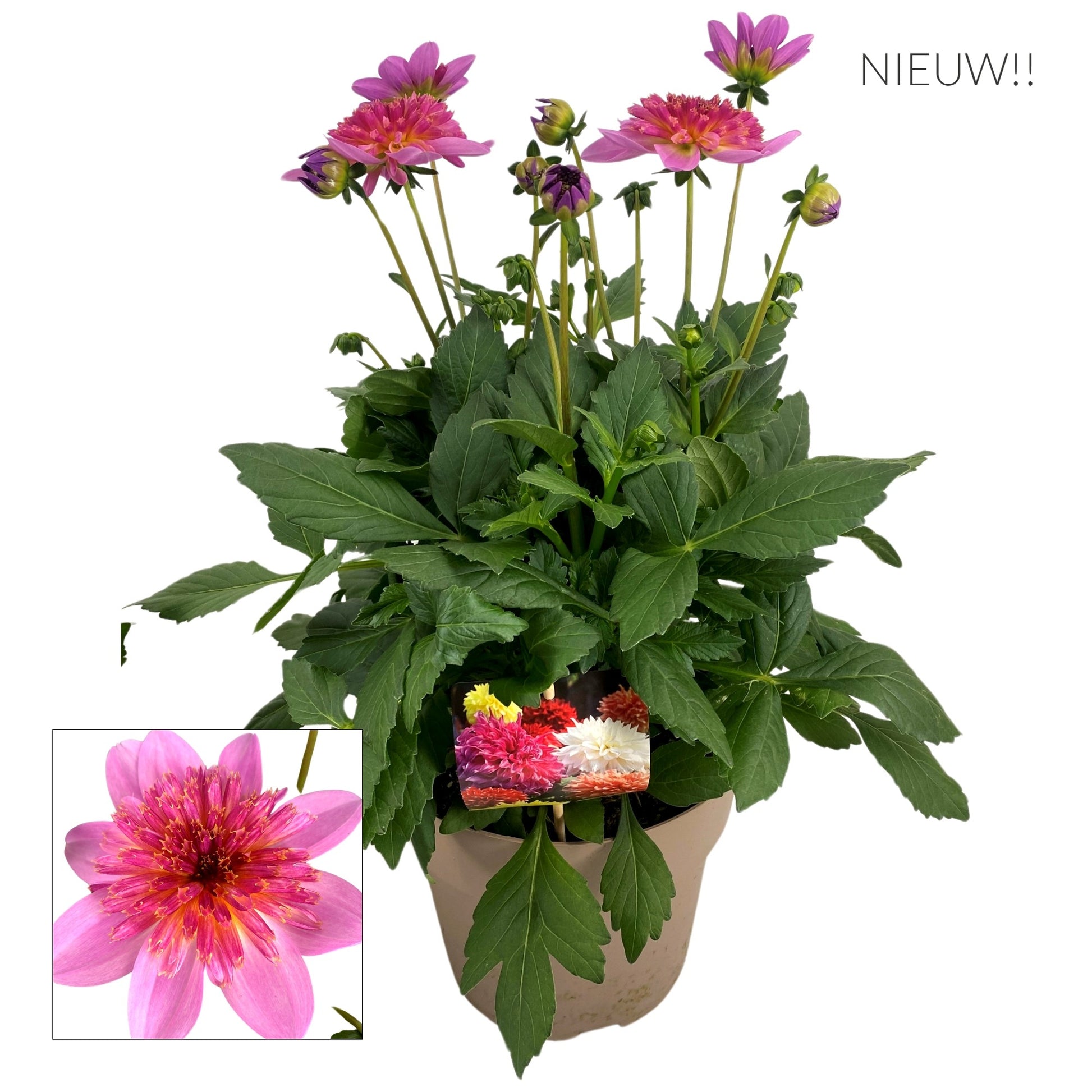 Dahlia Dalina Maxi Starburst Pink 55cm 23cm Pot