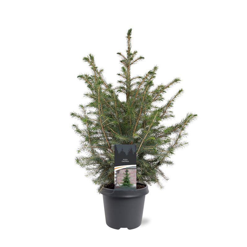 Picea omorika 55cm 23cm Pot