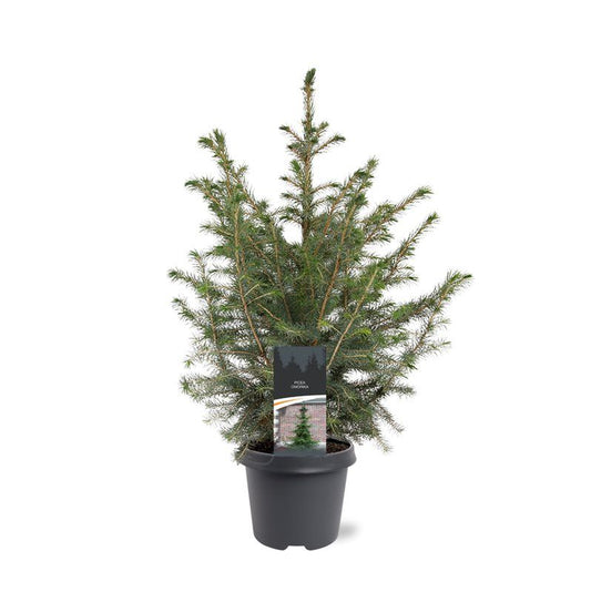 Picea omorika 55cm 23cm Pot