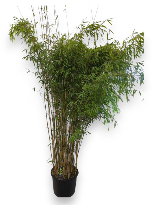 Fargesia Obelisk 220cm 40cm Pot