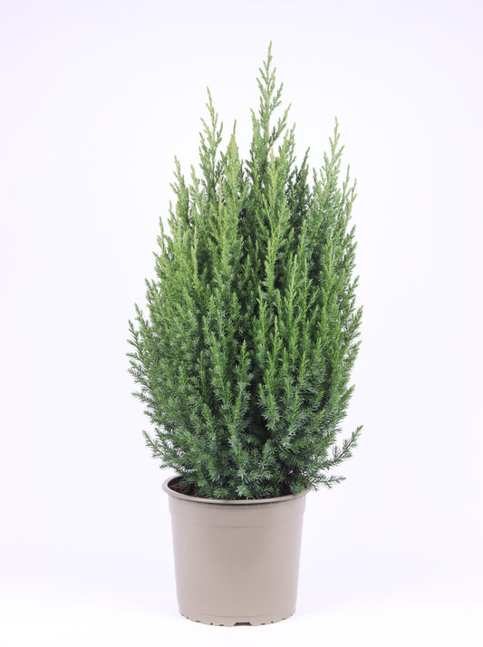 Juniperus Stricta 75cm 23cm Pot