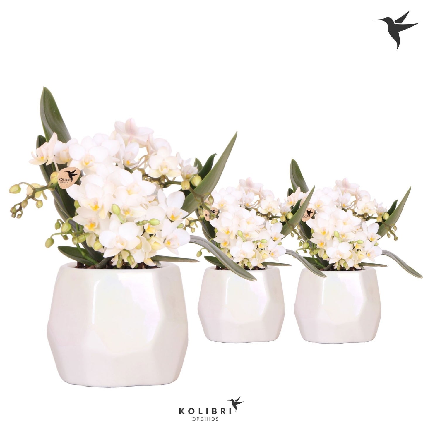 Phalaenopsis mf. Nazare 40cm 9cm Pot
