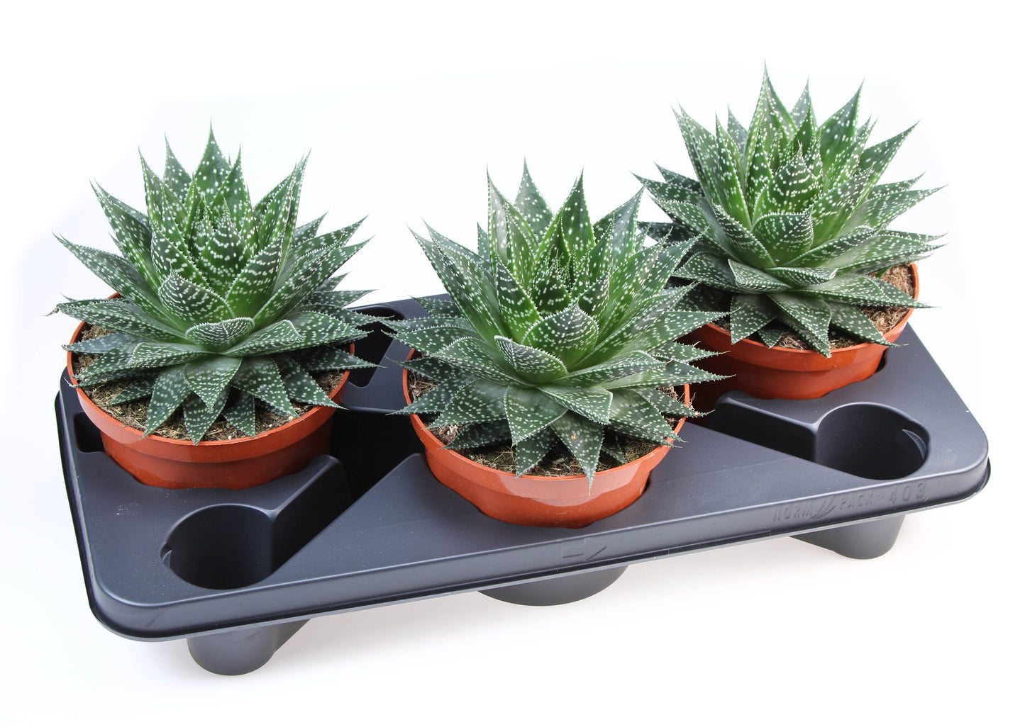 Gasteria 24cm 17cm Pot
