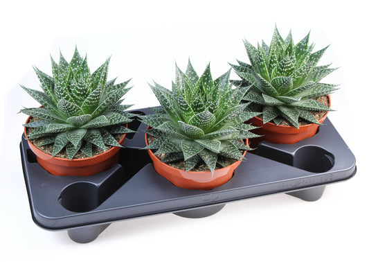 Gasteria 24cm 17cm Pot