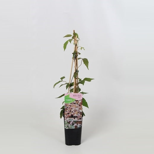Clematis montana Rubens 60cm 14cm Pot